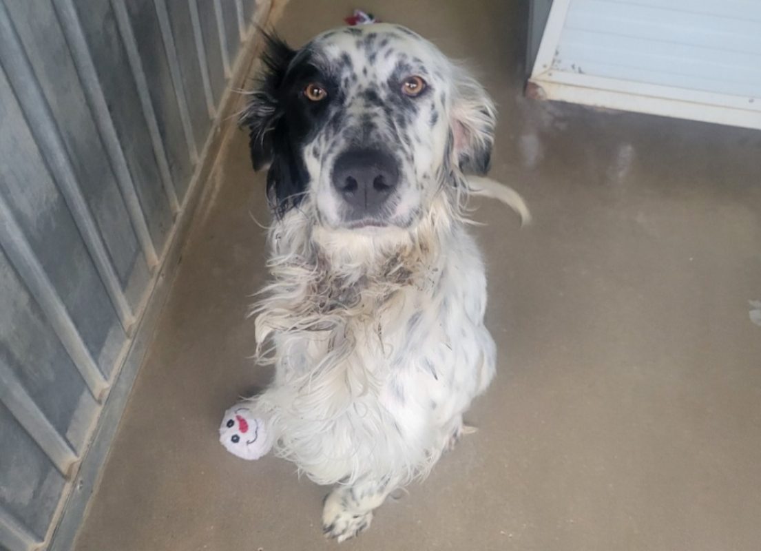 Akamarou - Chien Setter Anglais à adopter