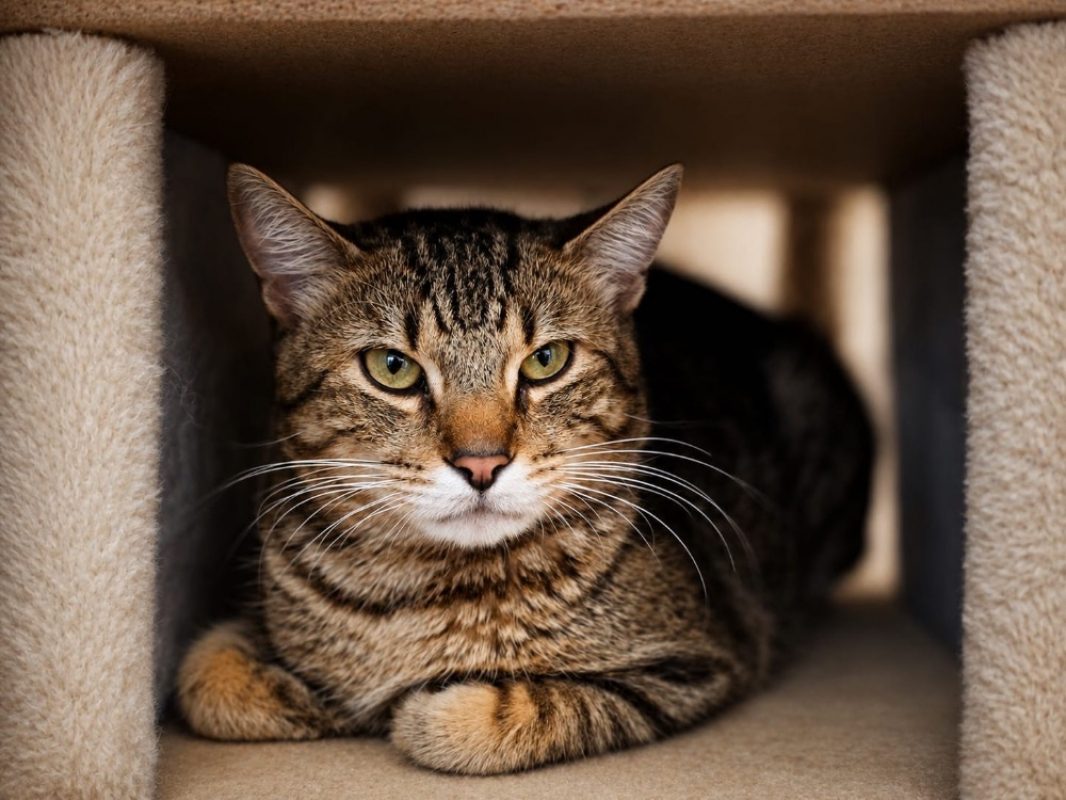Pepin - Chat Européen à adopter