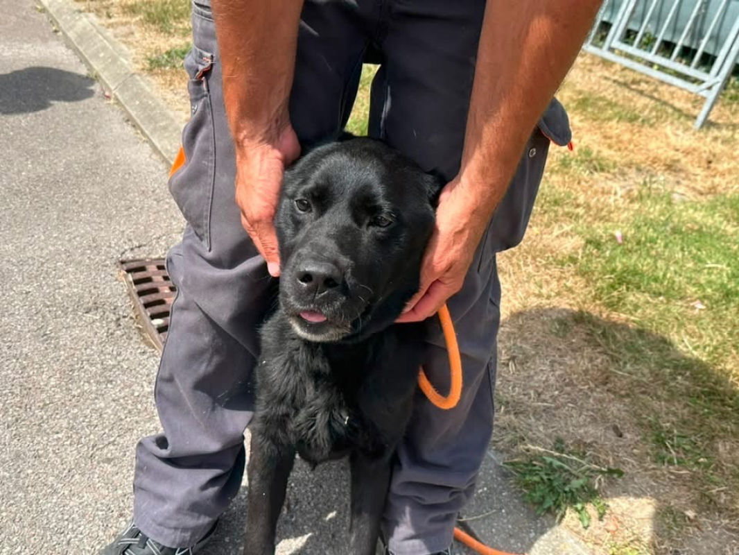Nemo ex napoleon des adrilines d opale - Chien à adopter