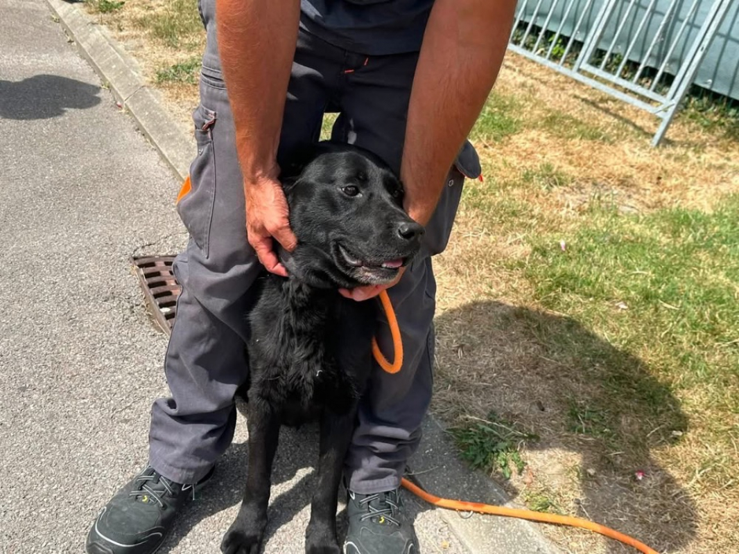 Nemo ex napoleon des adrilines d opale - Chien à adopter - photo 2