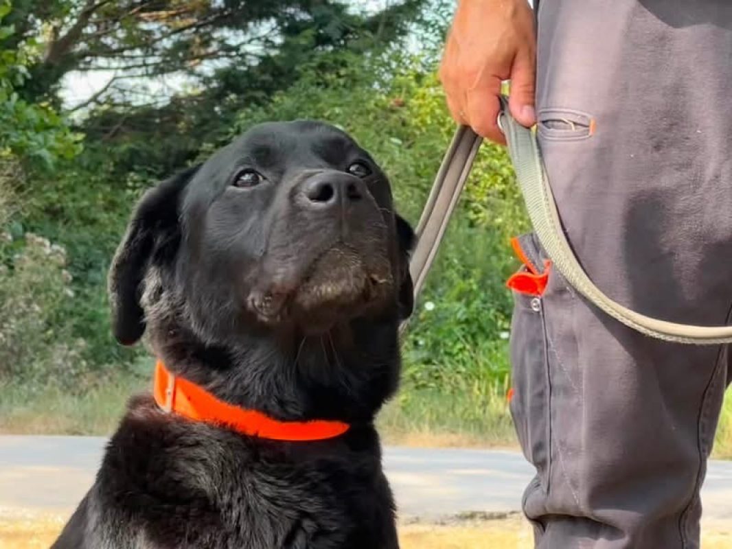 Nemo ex napoleon des adrilines d opale - Chien à adopter