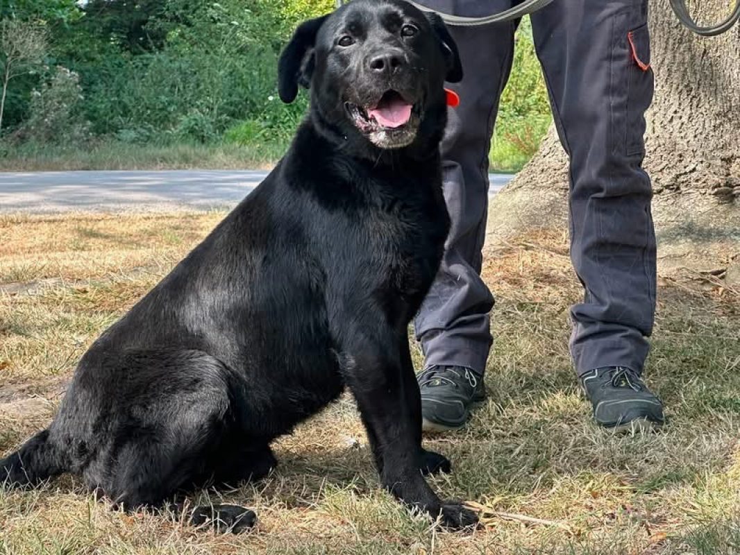 Nemo ex napoleon des adrilines d opale - Chien à adopter - photo 2