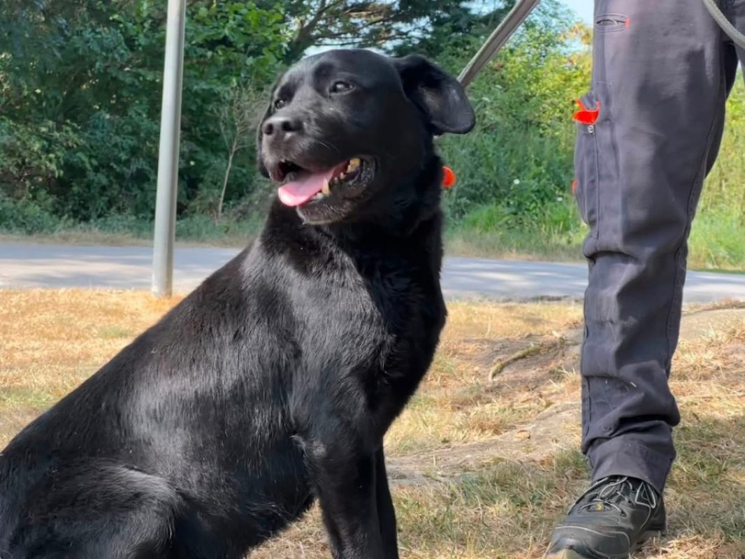 Nemo ex napoleon des adrilines d opale - Chien à adopter - photo 3