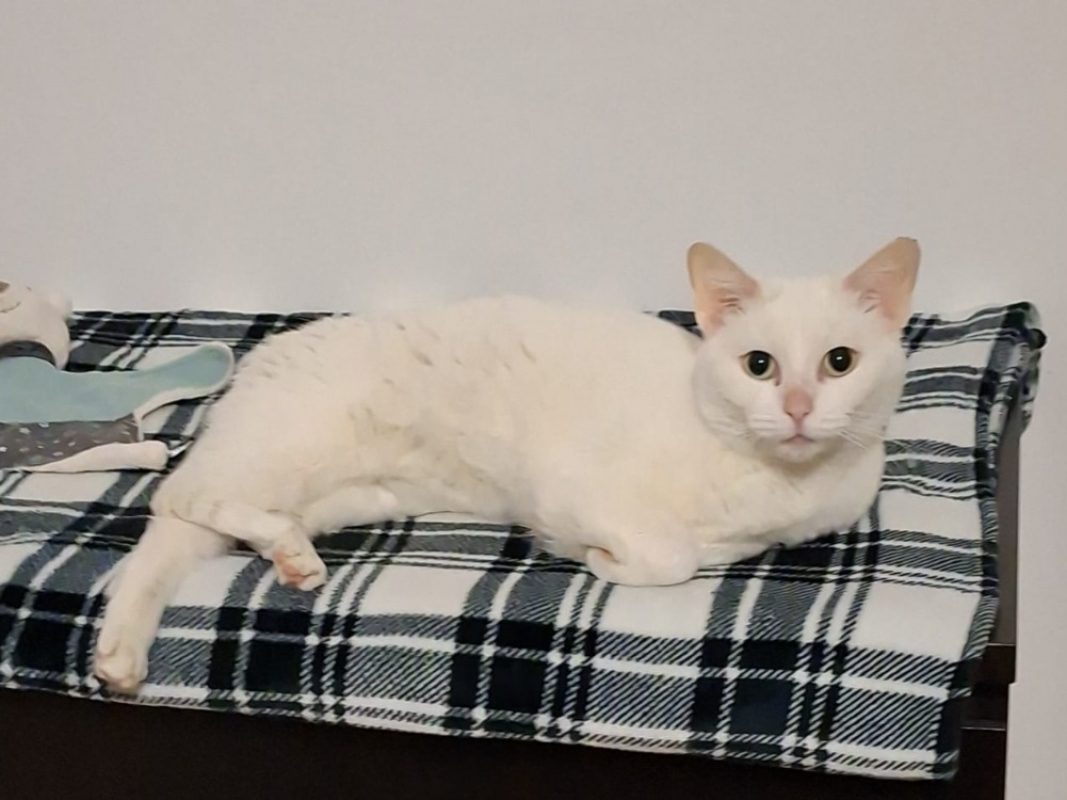 Mimice - Chat Européen à adopter