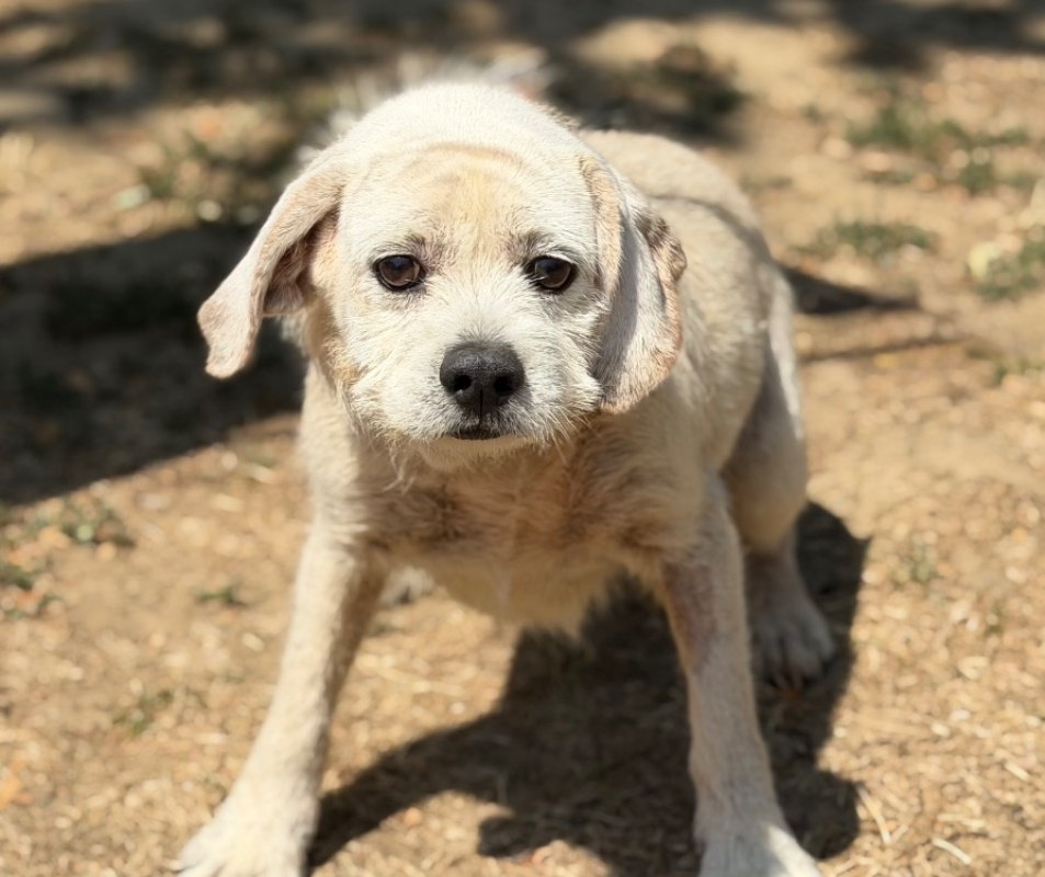 Boston - Chien Epagneul Allemand à adopter