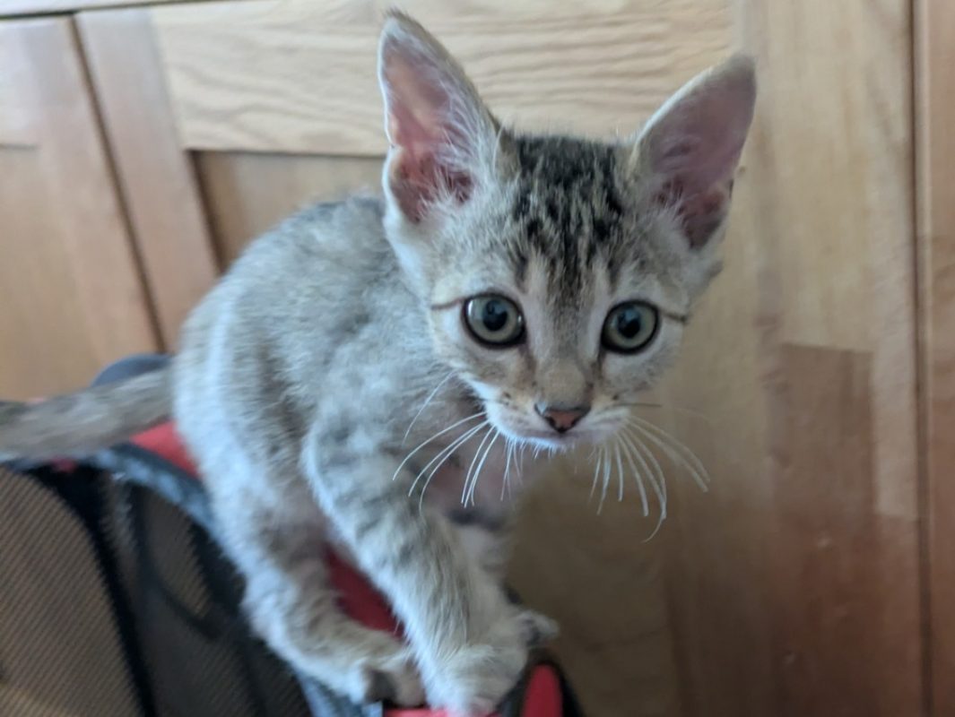 Catzilla - Chat Européen à adopter - photo 4