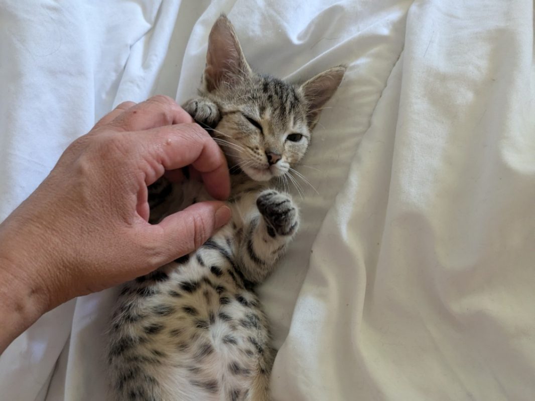 Catzilla - Chat Européen à adopter - photo 5