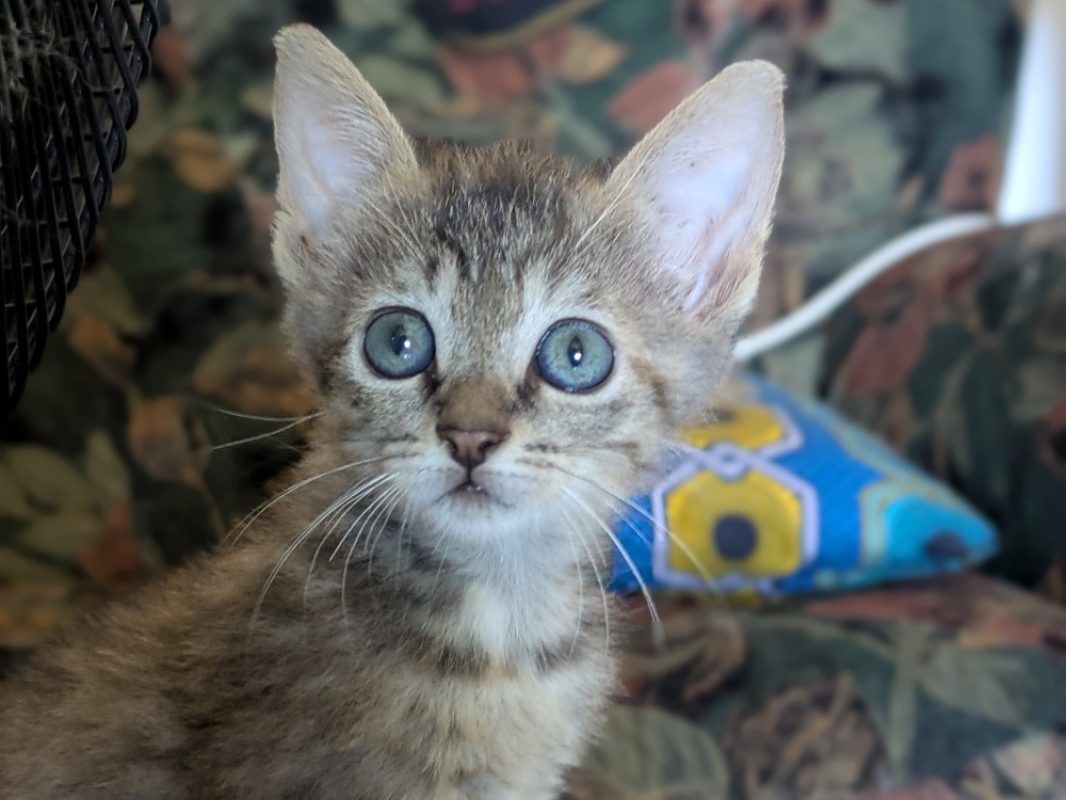 Catzilla - Chat Européen à adopter - photo 6