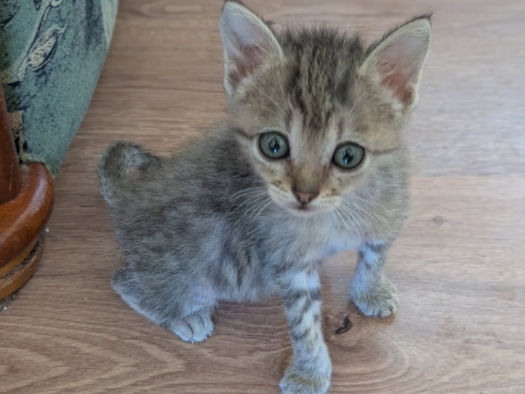 Catzilla - Chat Européen à adopter - photo 7