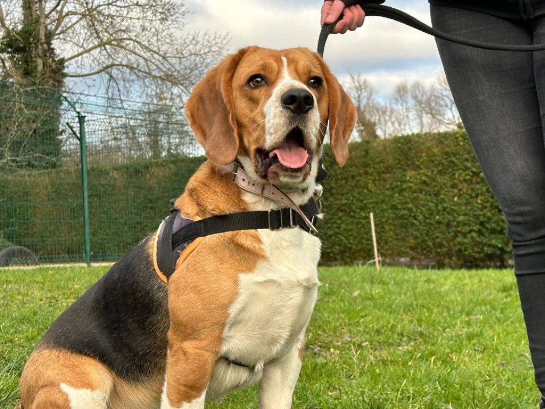 Vasco - Chien Beagle à adopter