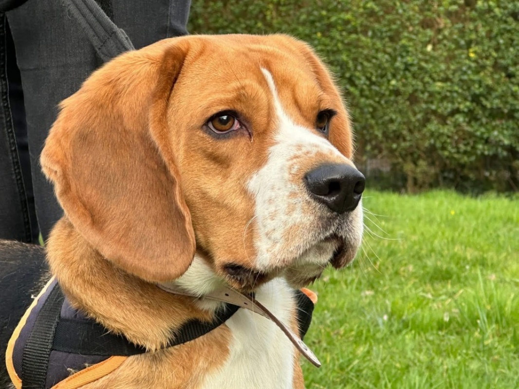 Vasco - Chien Beagle à adopter - photo 2