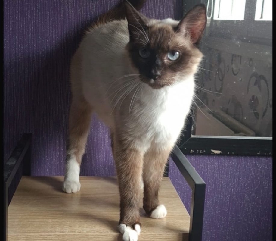 Bonnie - Chat à adopter