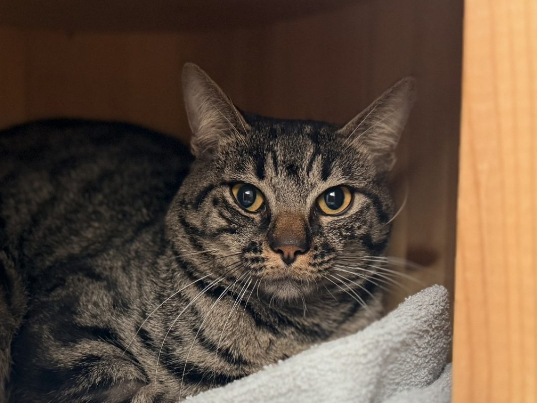 Eli - Chat Européen à adopter