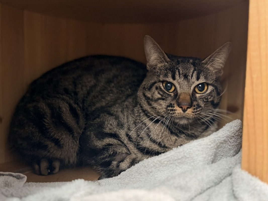 Eli - Chat Européen à adopter - photo 2