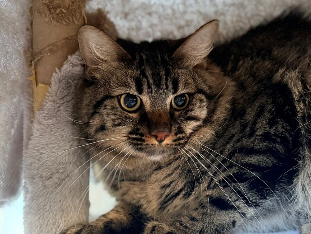Kunda - Chat Européen à adopter