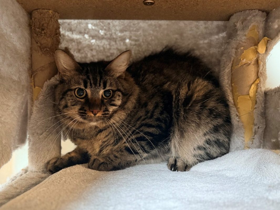 Kunda - Chat Européen à adopter - photo 2