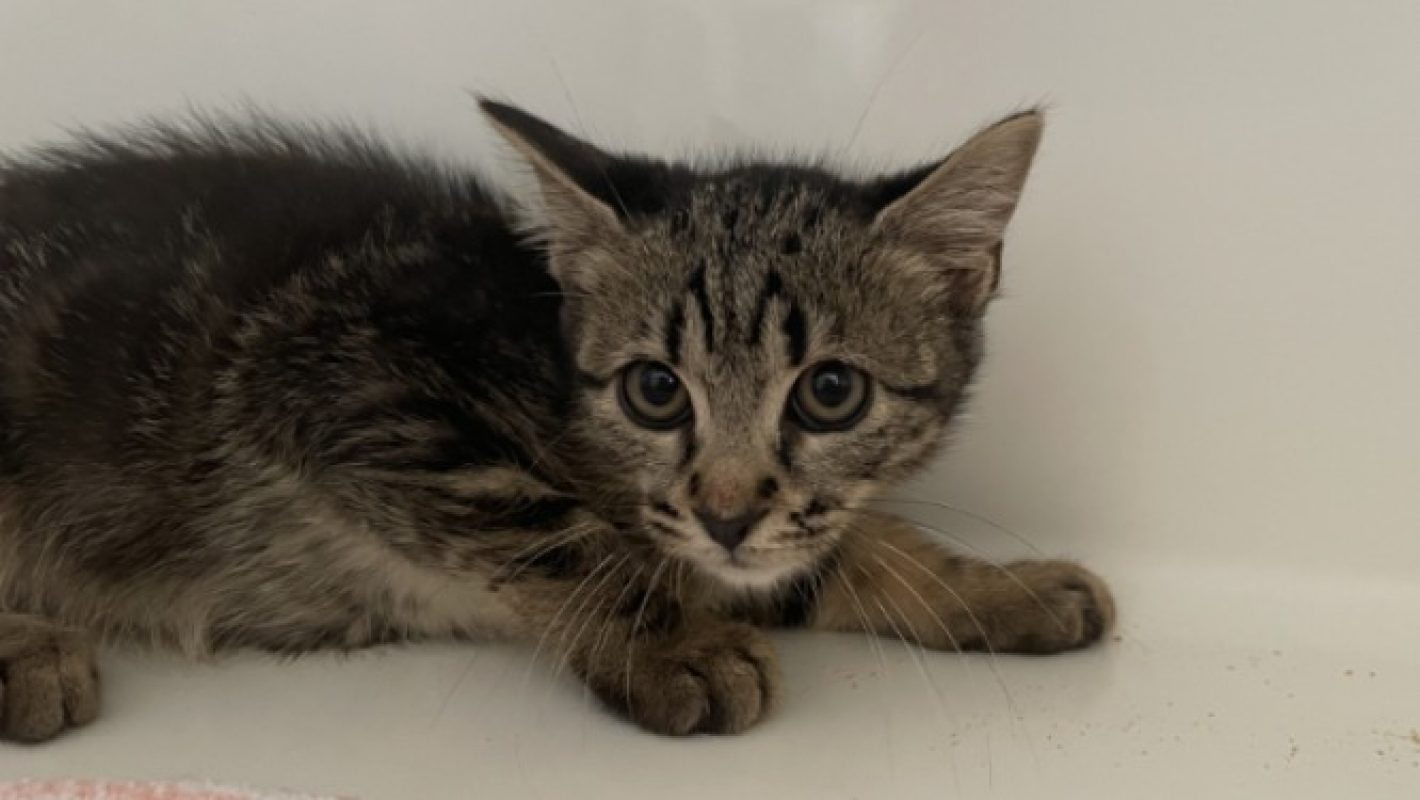 Milton - Chat Européen à adopter