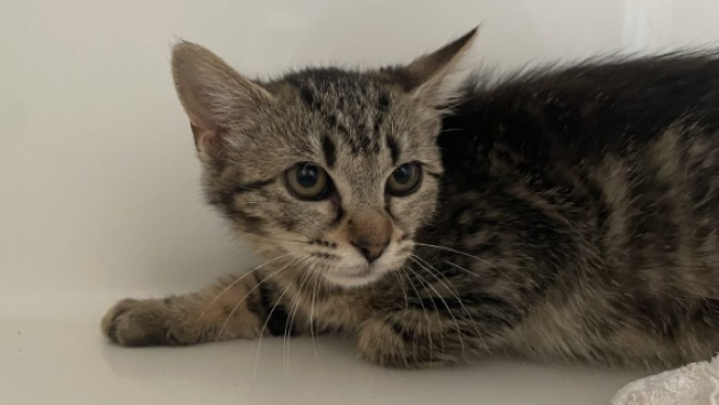 Miu - Chat Européen à adopter