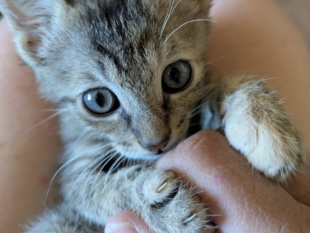Ravioli - Chat Européen à adopter