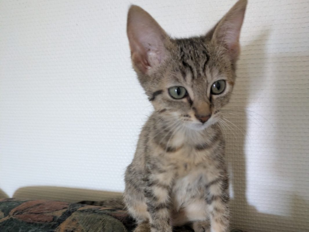 Ravioli - Chat Européen à adopter - photo 2