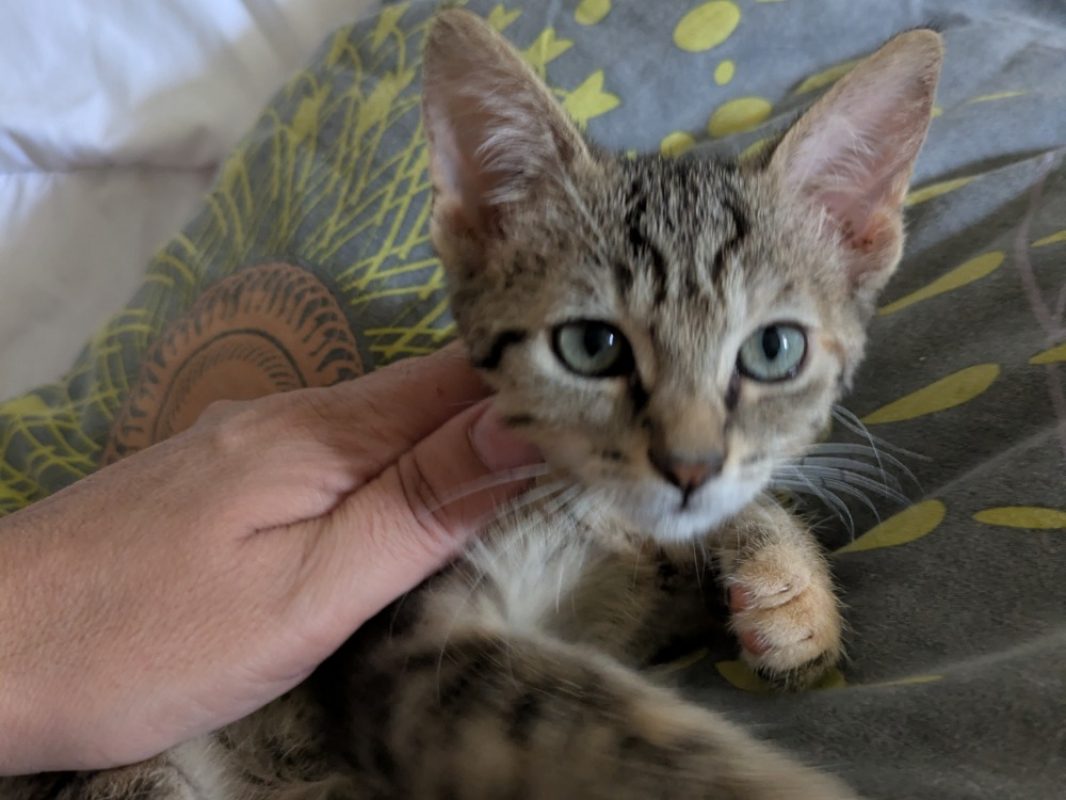 Ravioli - Chat Européen à adopter - photo 3