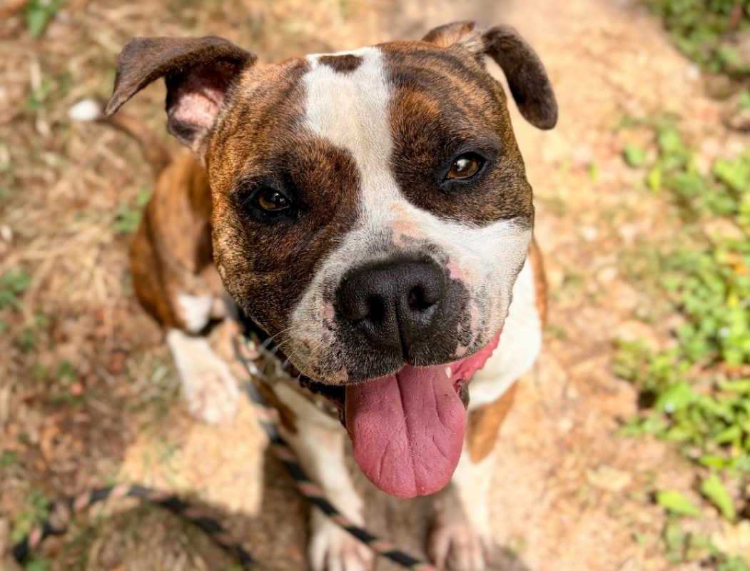 Pyrus dit « polochon » - Chien à adopter