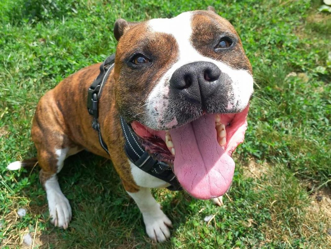 Pyrus dit « polochon » - Chien à adopter - photo 2