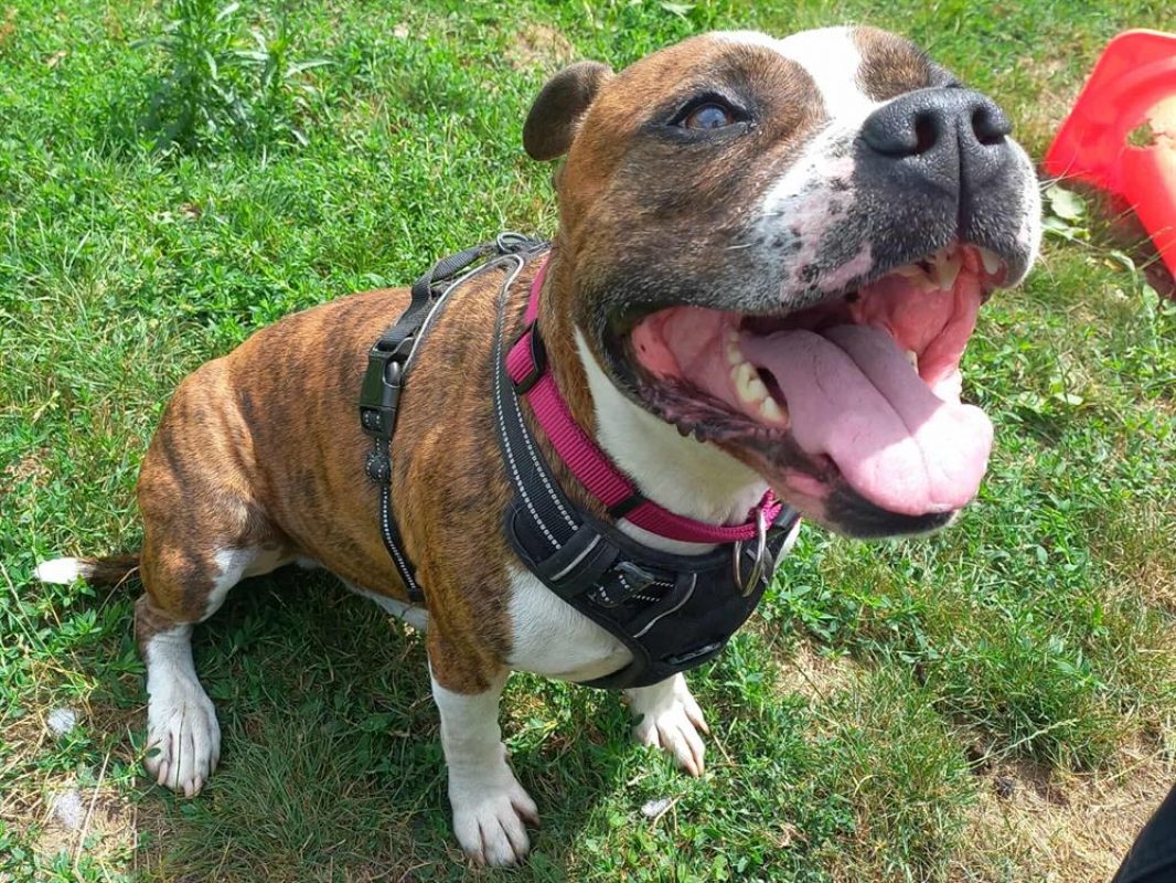Pyrus dit « polochon » - Chien à adopter - photo 3