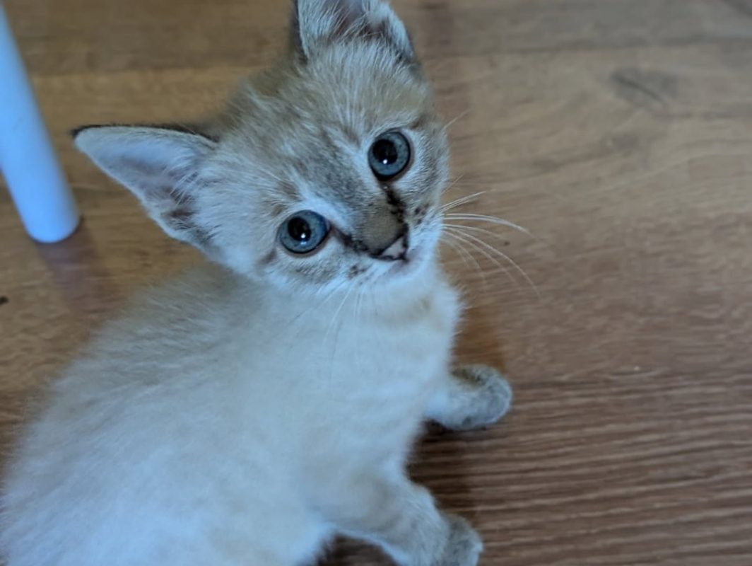 Nimbus dit alpha - Chat Européen à adopter