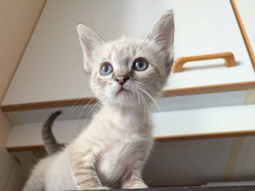 Nimbus dit alpha - Chat Européen à adopter - photo 2