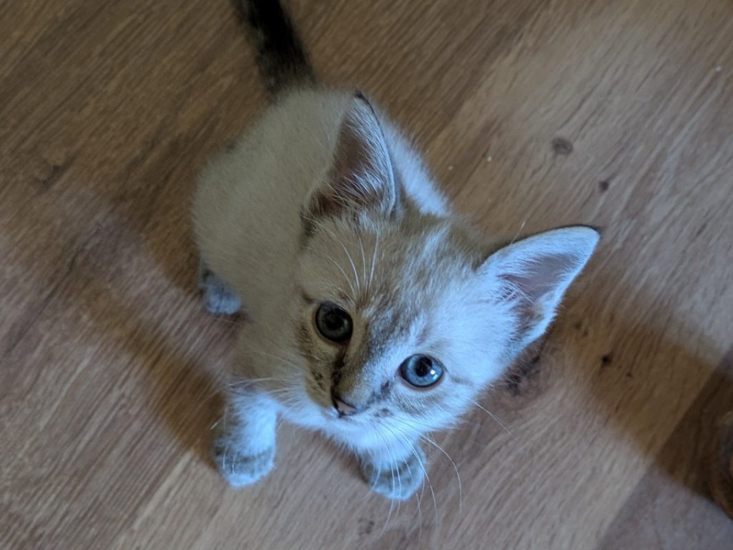 Nimbus dit alpha - Chat Européen à adopter - photo 3