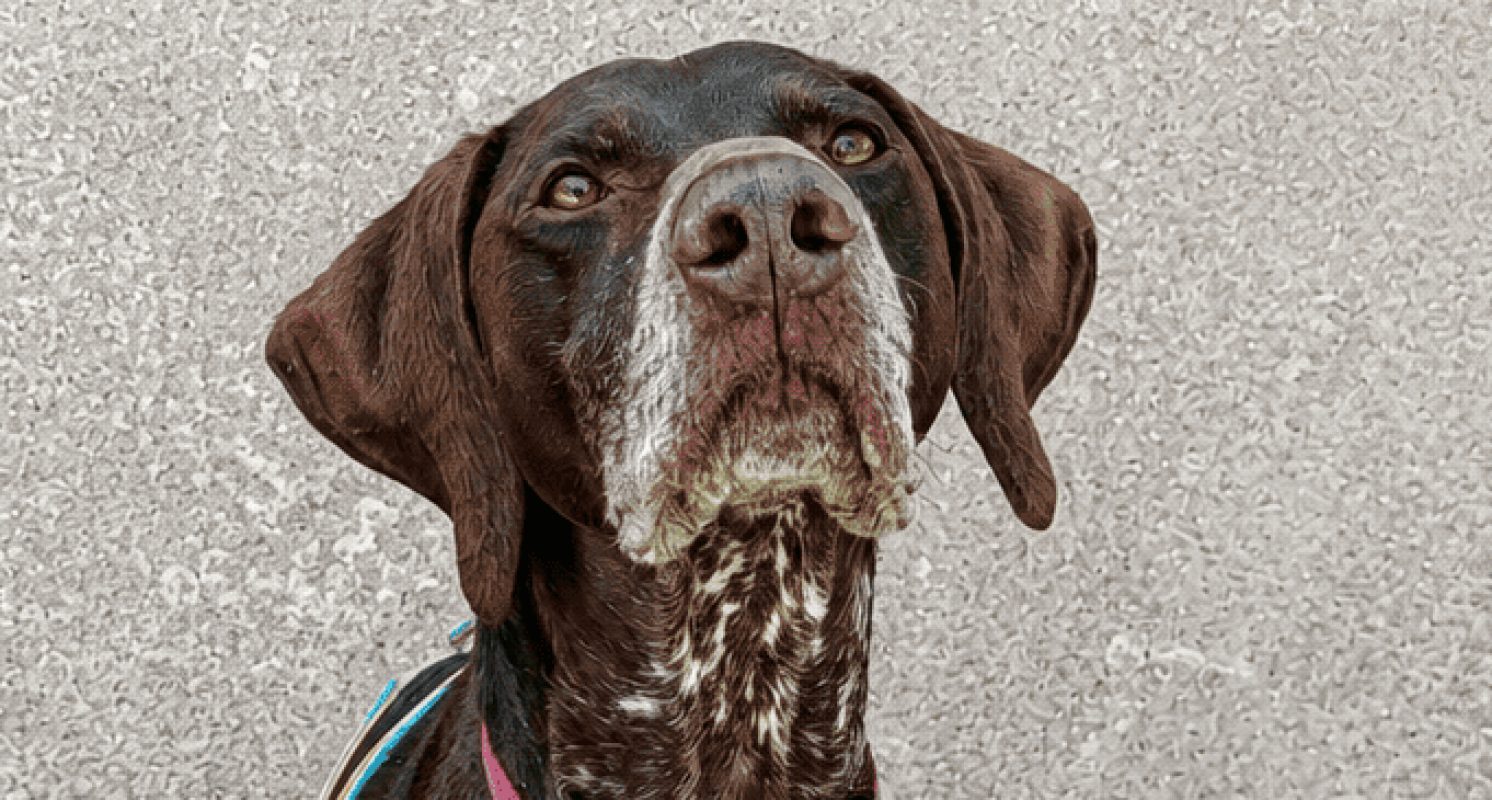 Rex - Chien Braque allemand à poil court à adopter