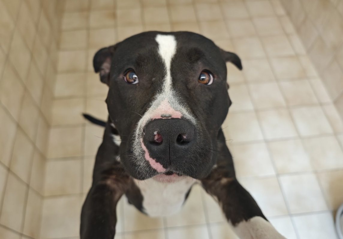 Ulk - Chien Bouledogue Américain à adopter