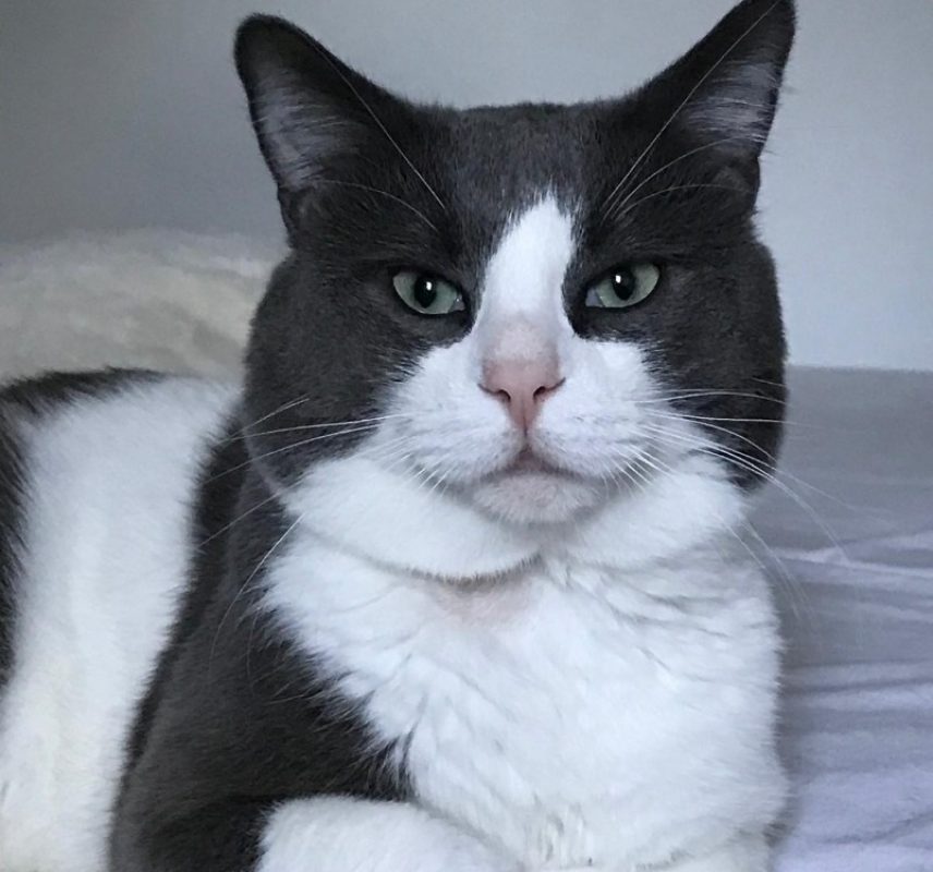 Kani - Chat Européen à adopter