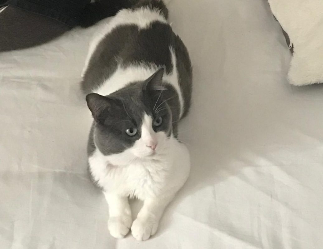 Kani - Chat Européen à adopter - photo 3