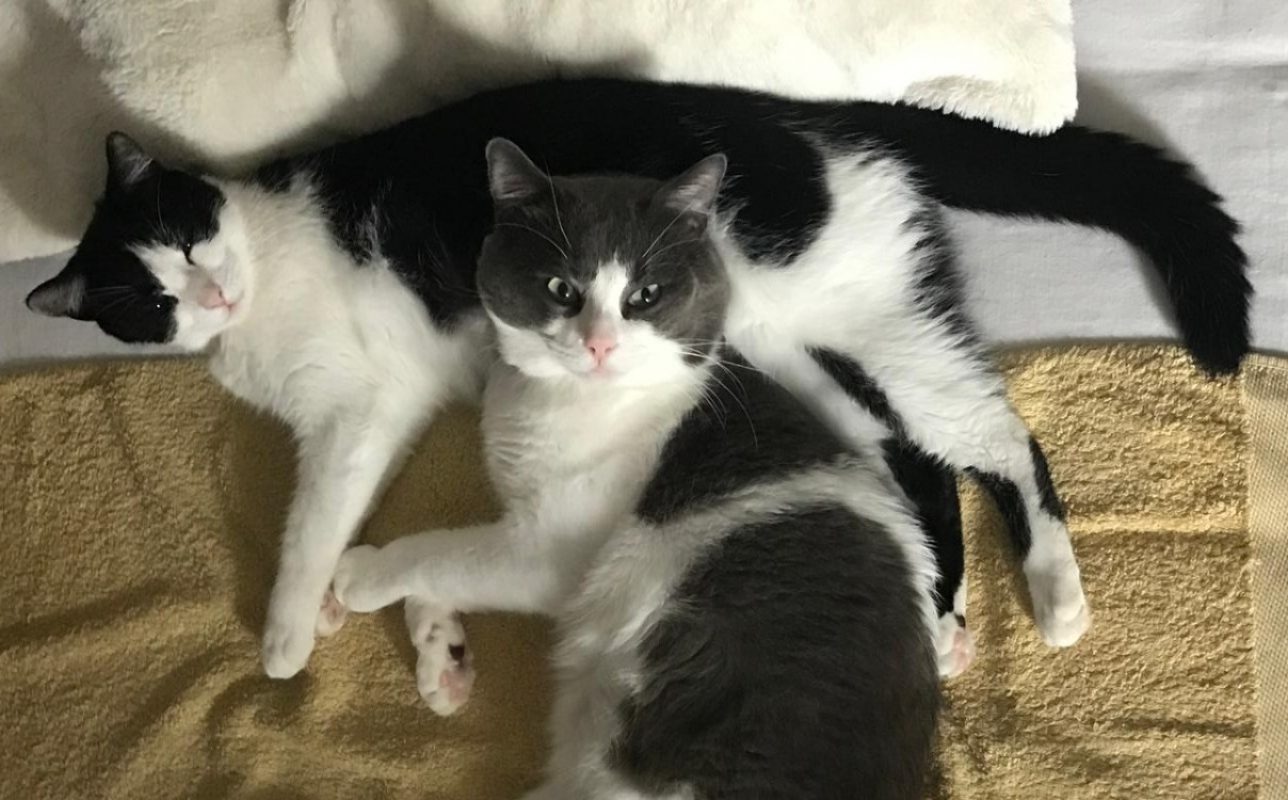 Kani - Chat Européen à adopter - photo 4