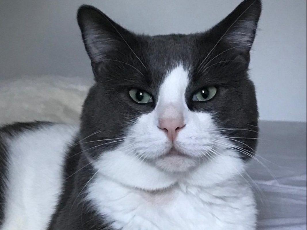Kani - Chat Européen à adopter