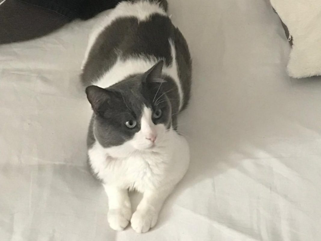 Kani - Chat Européen à adopter - photo 2