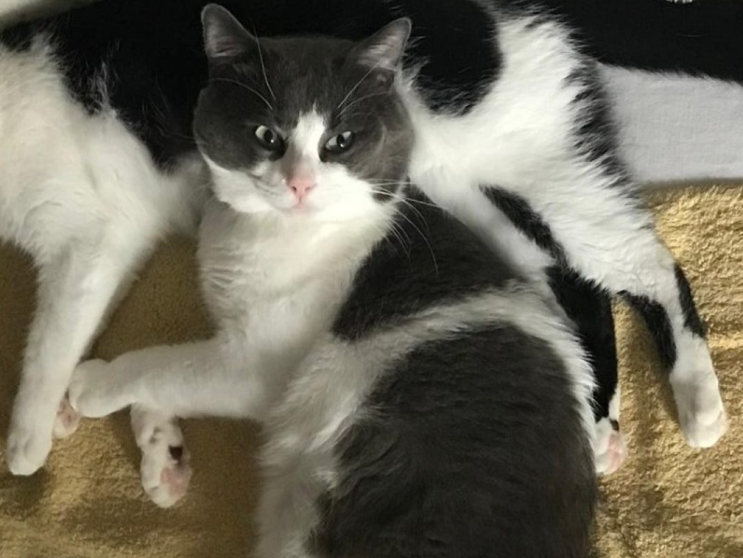 Kani - Chat Européen à adopter - photo 3
