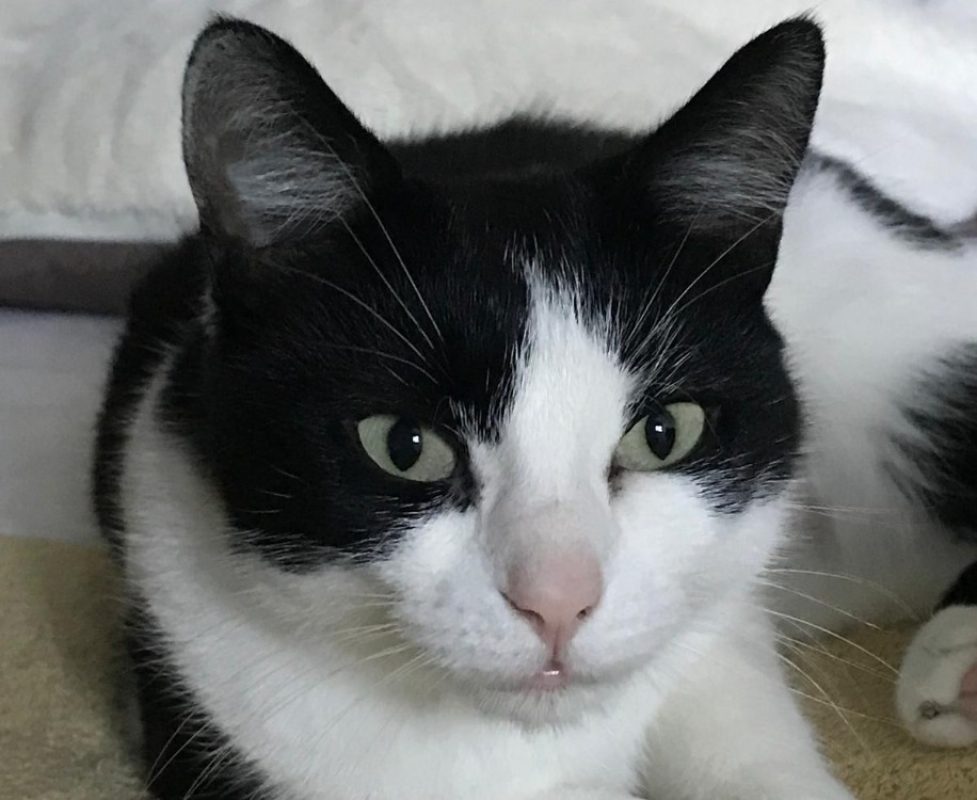 Keli - Chat Européen à adopter