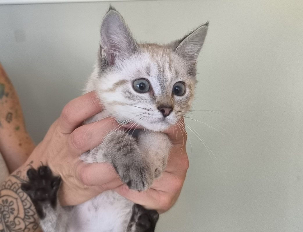 Neige - Chat Siamois à adopter