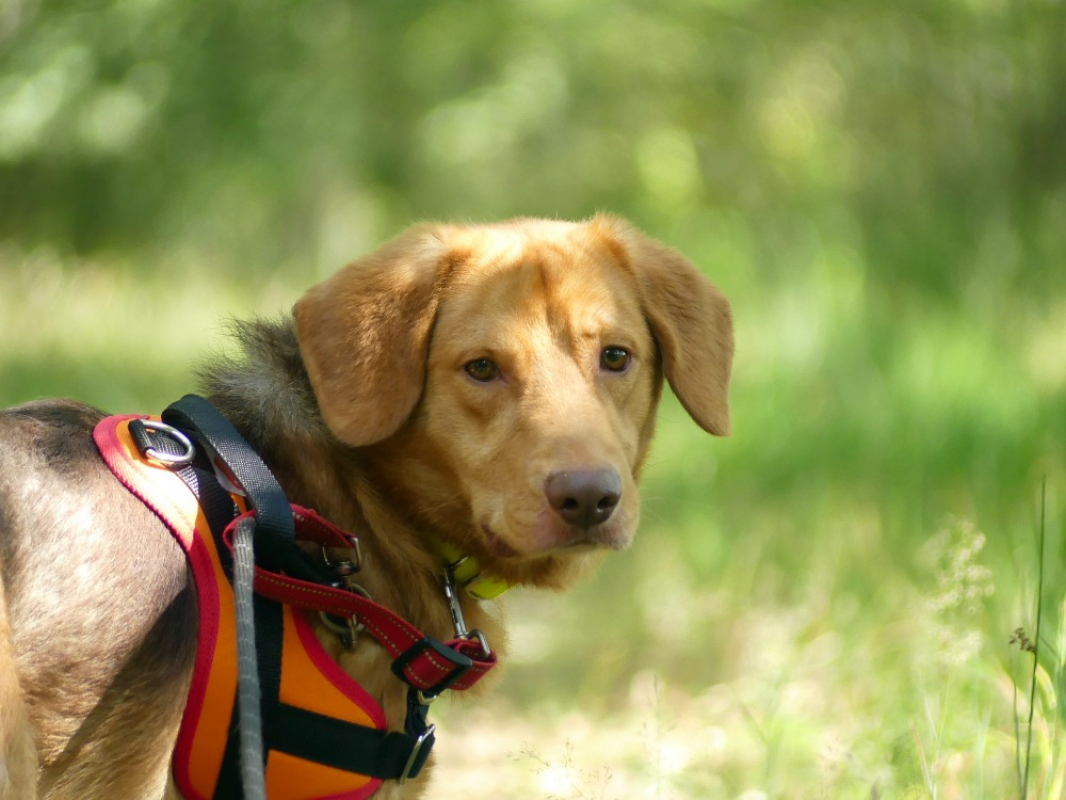 Loky - Chien à adopter