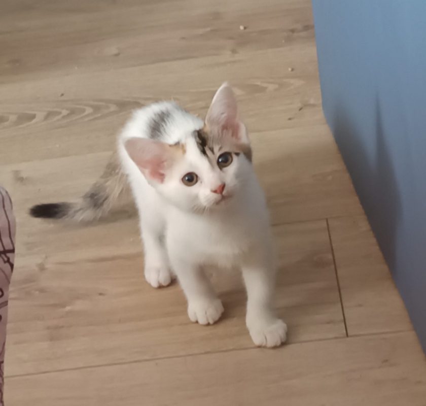 Jasmine - Chat Européen à adopter