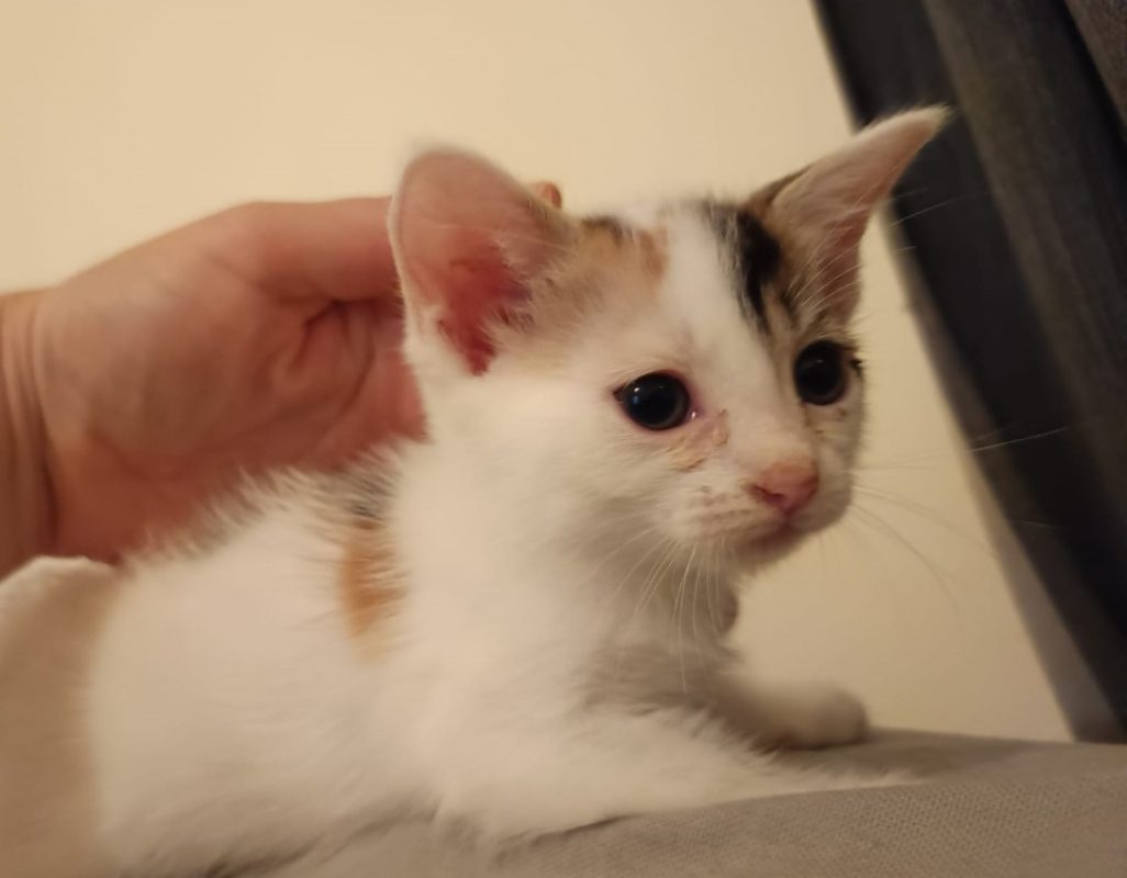 Jasmine - Chat Européen à adopter - photo 3