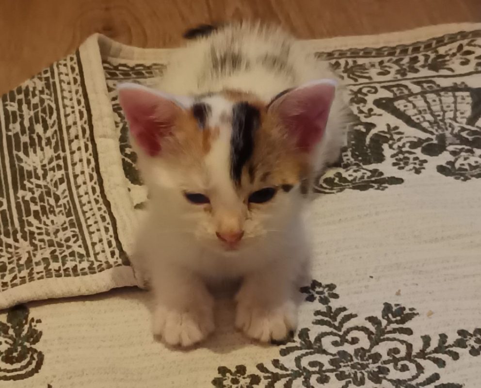 Jasmine - Chat Européen à adopter - photo 4