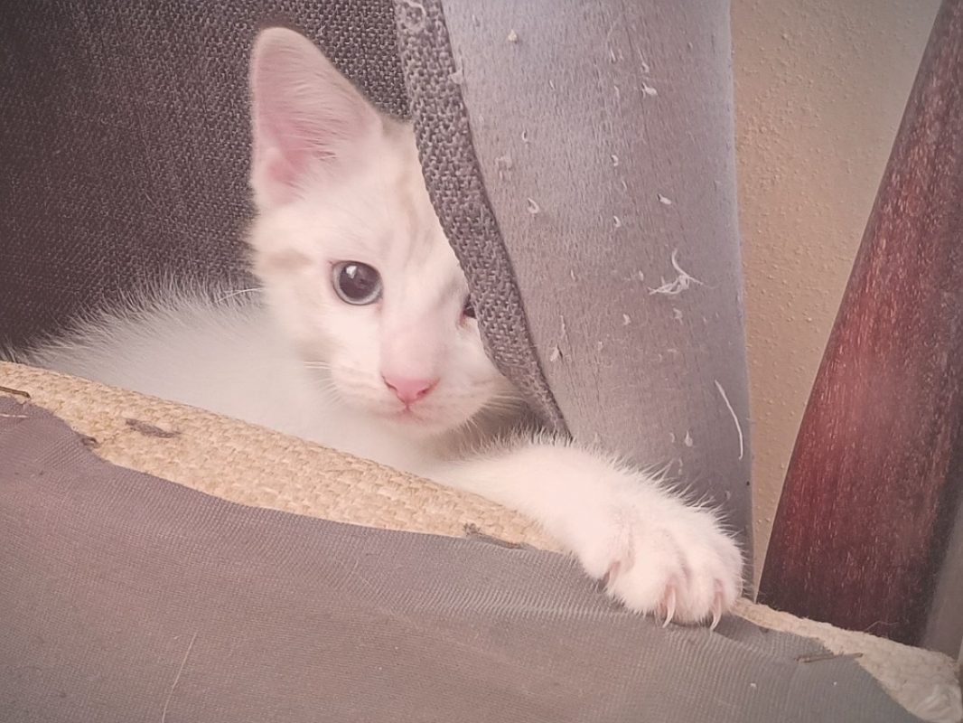 Cassis - Chat Européen à adopter