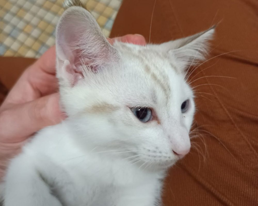 Cassis - Chat Européen à adopter - photo 2