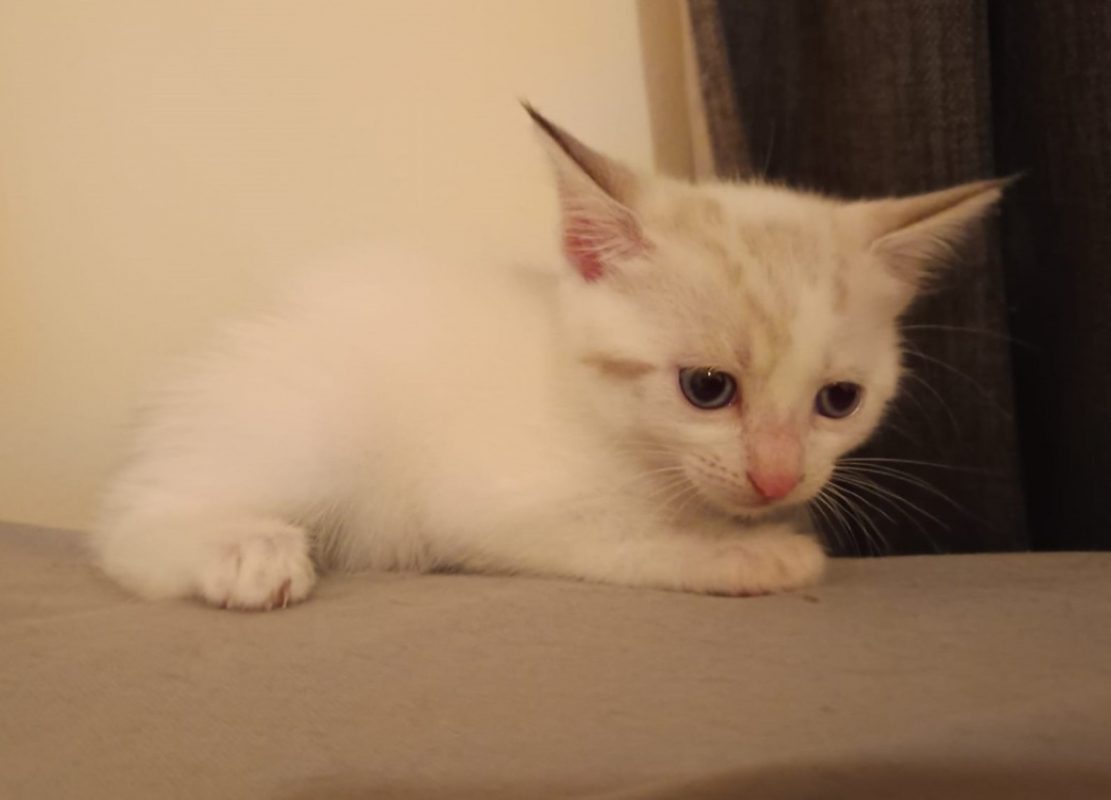Cassis - Chat Européen à adopter - photo 4