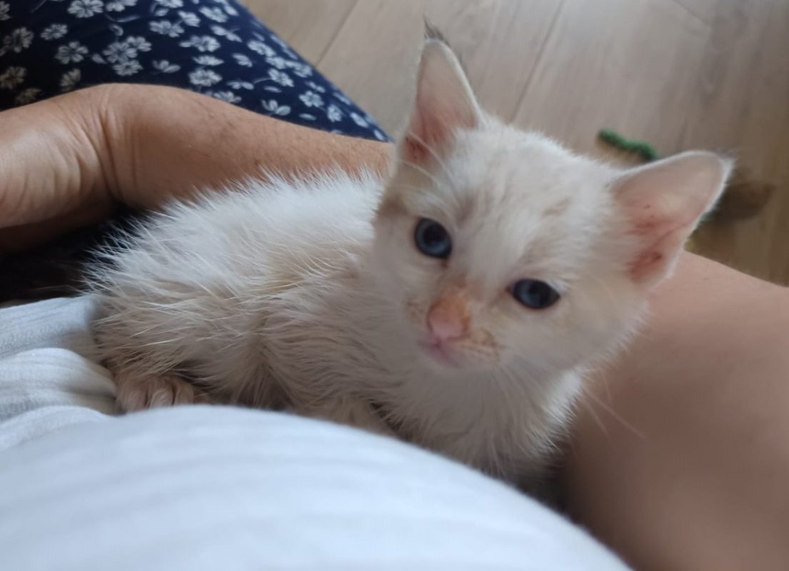 Cassis - Chat Européen à adopter - photo 5