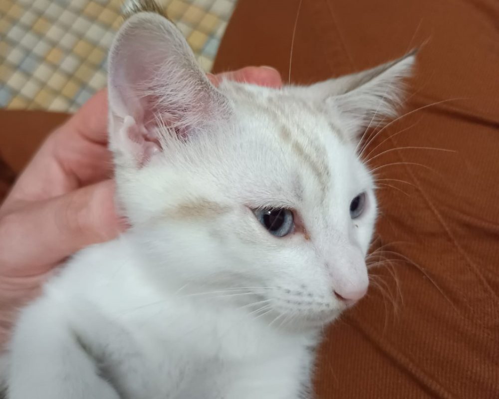 Cassis - Chat Européen à adopter - photo 2